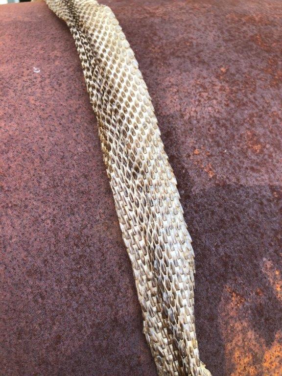 Myrtle Beach snake skin